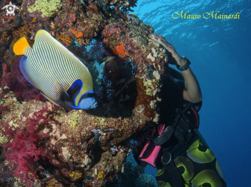 A Imperator angelfish