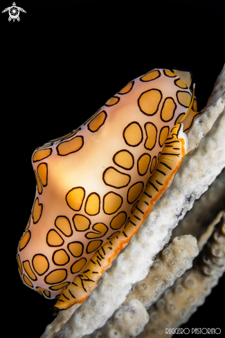 A Flamingo tongue