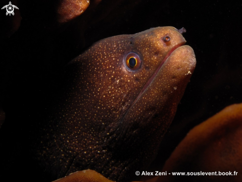 A Golden moray eel