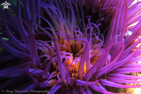 A Banded tube anemone