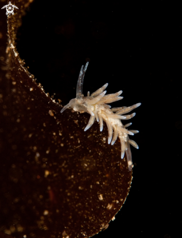 A Nudibranch