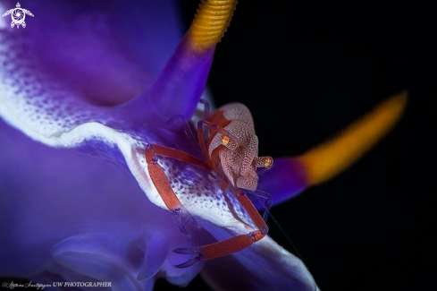 A Zenopontonia rex atop Hypselodoris apolegma | Zenopontonia rex atop Hypselodoris apolegma