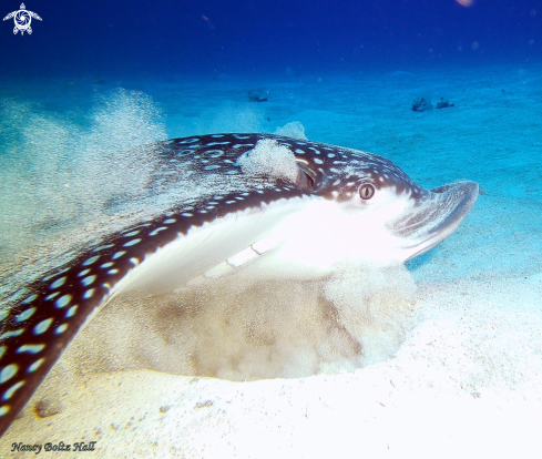 A Spotted Eagle Ray 