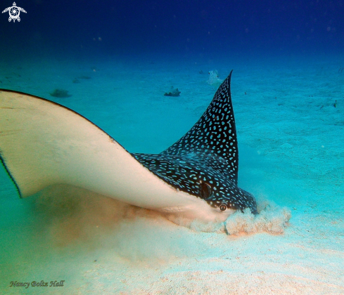 A Spotted Eagle Ray 