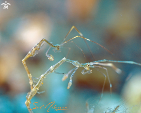 A Skeleton Shrimp