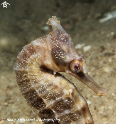 A White's seahorse