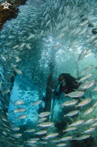 A Under the Jetty