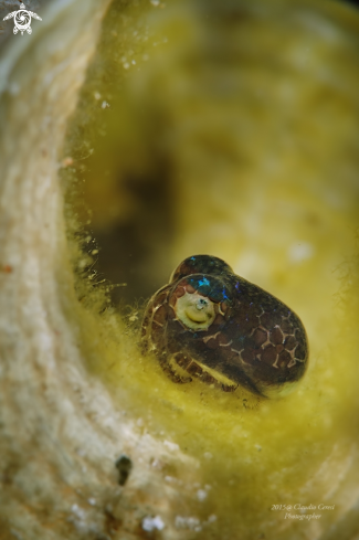 A Bobtail Squid