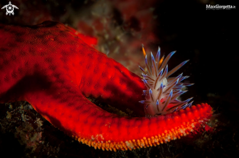 A Cratena Peregrina | nudibranch