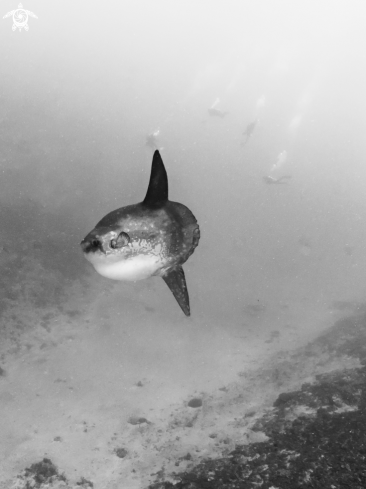 A Southern Ocean Sunfish