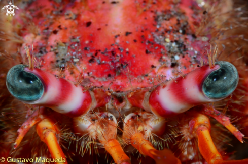 A Dardanus calidus | Cangrejo ermitaño