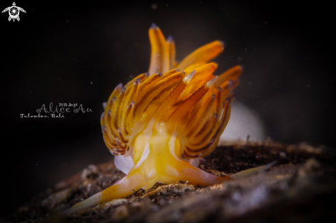 Nudibranch