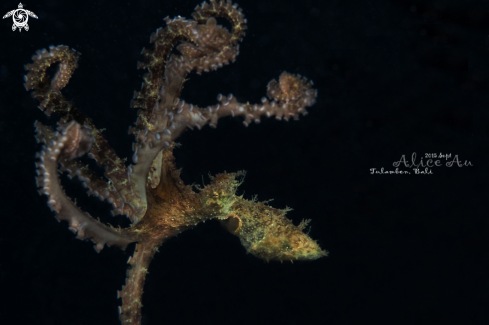 A Algae octopus 