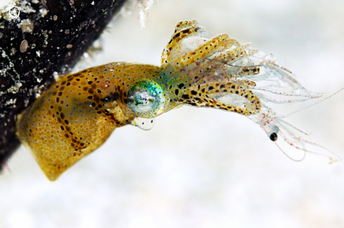 A Idiosepius sp | Pygmy squid