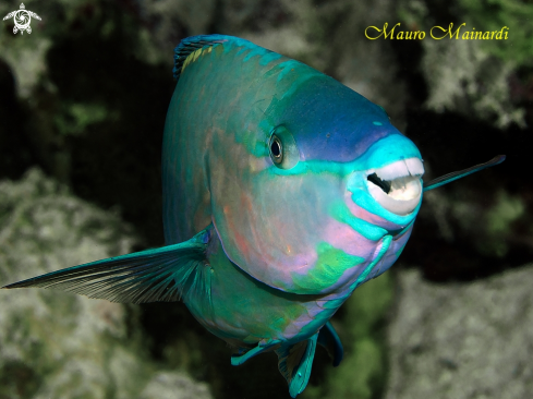 A Parrotfish