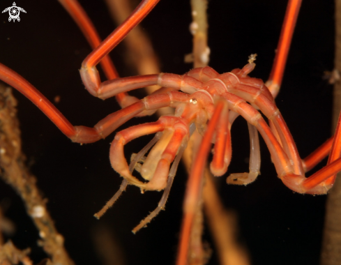 A Sea spider