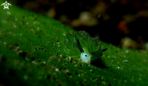 A cotasiella sp