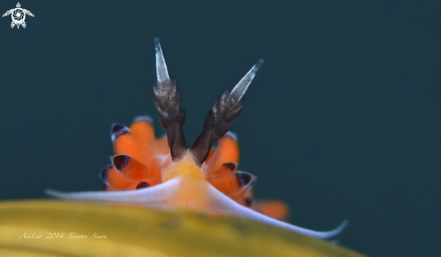 A Nudi