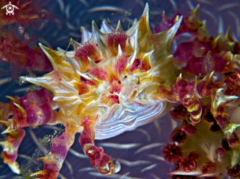 A Candy Crab