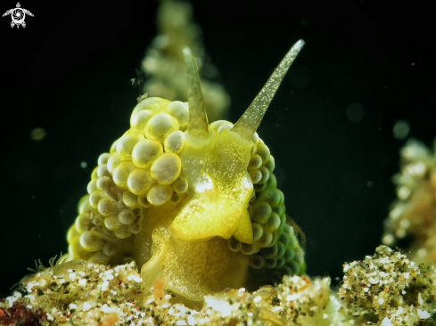 A Green Grape Nudi