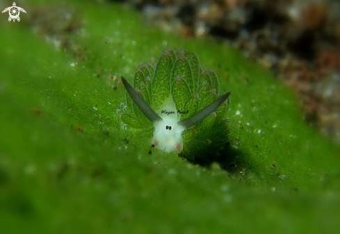 A costasiella