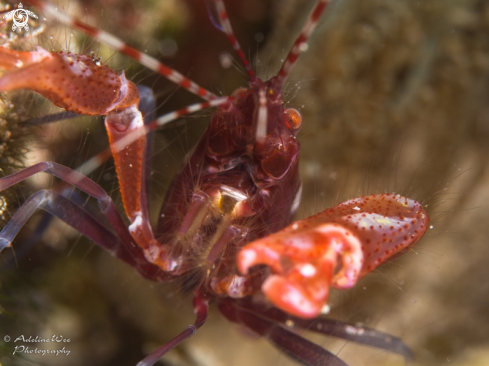 A Alpheidae | Pistol shrimp