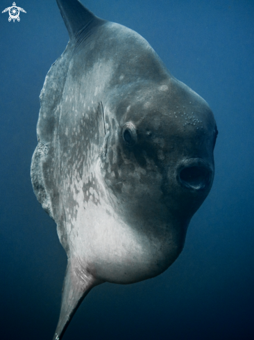 A Southern Ocean Sunfish