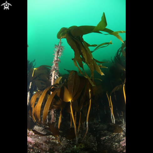 A Kelp