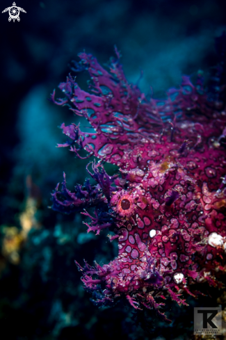 A Rhinopias frondosa | Weedy Scorpionfish