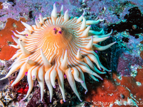 A Aulactinia reynaudi | Violet Spotted Anemone