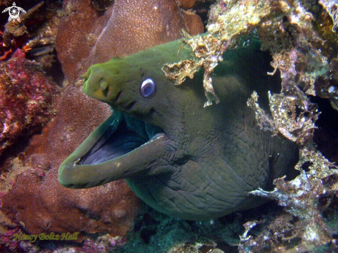 A Gymnothorax castaneus | Green Moray 