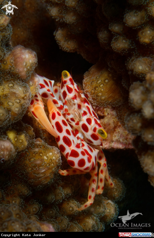 A Red Spotted Crab