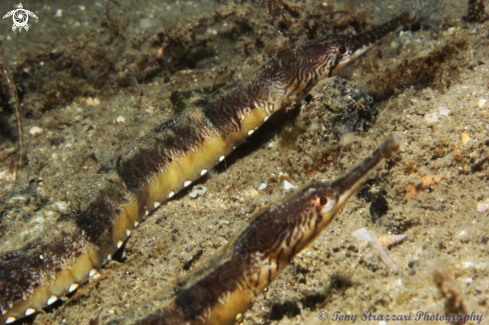 A Tiger pipefish