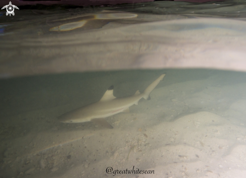 A Blacktip Reef Shark