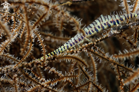 A Banded Tozeuma Shrimp