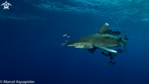 A Oceanic White Tip Shark