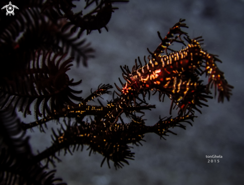 A Ornate ghost pipefish