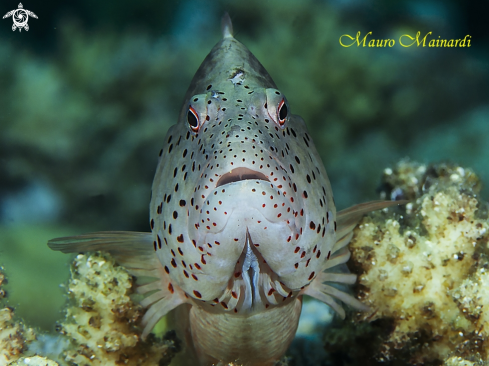 A Hawk fish Forster