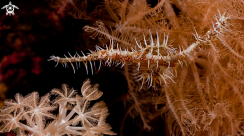A Solenostomus paradoxus |  Ghost pipefishes