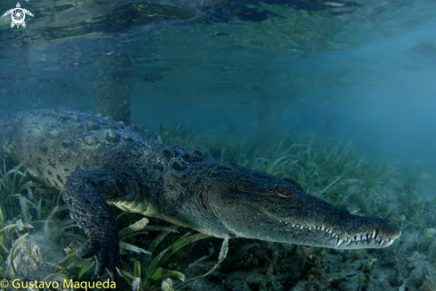 A Crocodylus rhombifer | Sonrisa de cocodrilo