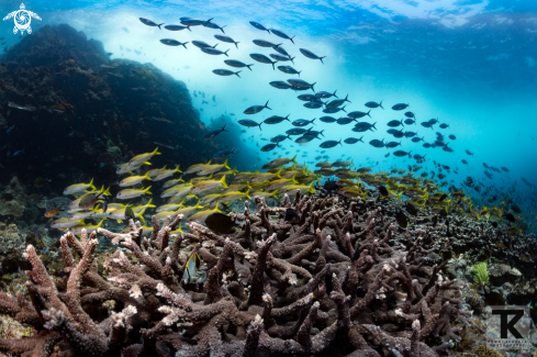 A Casio caerulaurea and Mulliodichthys vanicolensis | Fuseliers and Goatfish