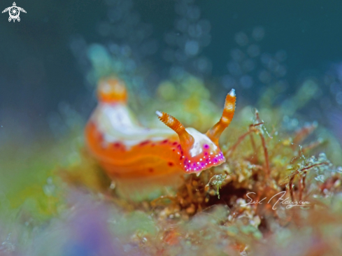 A Nudibranch