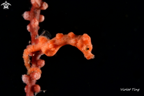 A Denise's pygmy seahorse