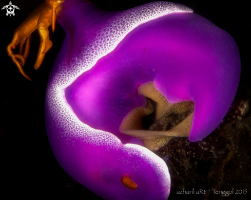 A hypselodoris bullocki