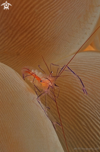 A Anemone shrimp