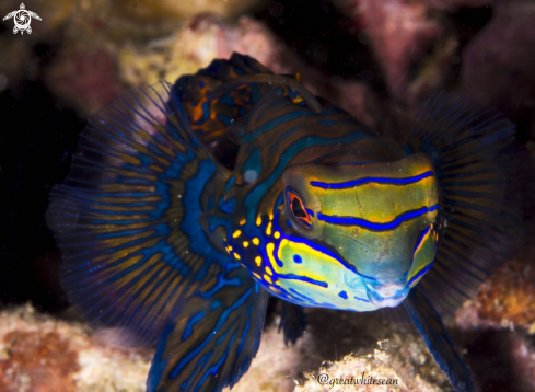 A Synchiropus splendidus | Mandarin Fish