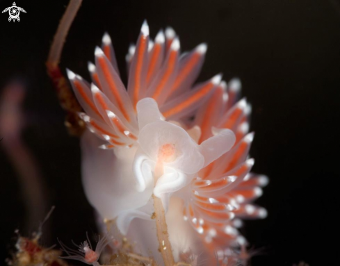 A Flabellina SP | Flabellina SP