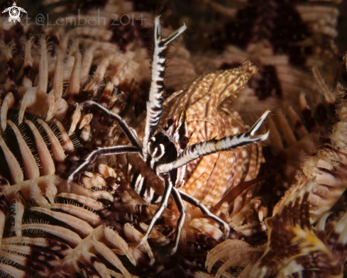 A crinoid lobster