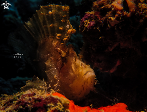 A Leaf Scorpionfish