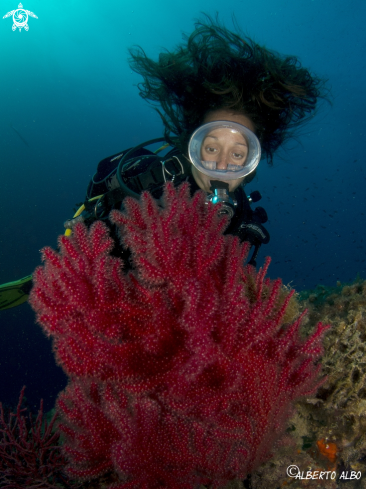 A GORGONIA ROJA